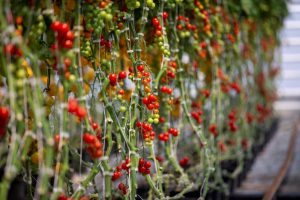 2020 Virtual Farm Tour