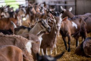 2020 Virtual Farm Tour